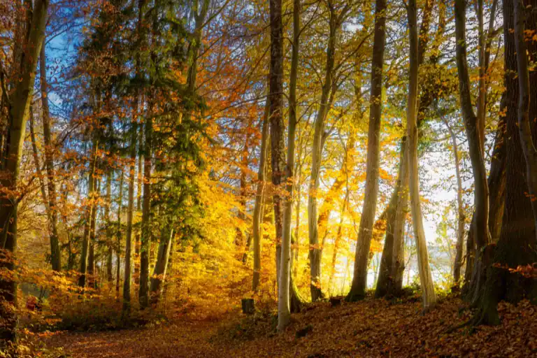 Autumn forest in Tunica Hills with colorful fall foliage and sunlight filtering through trees.