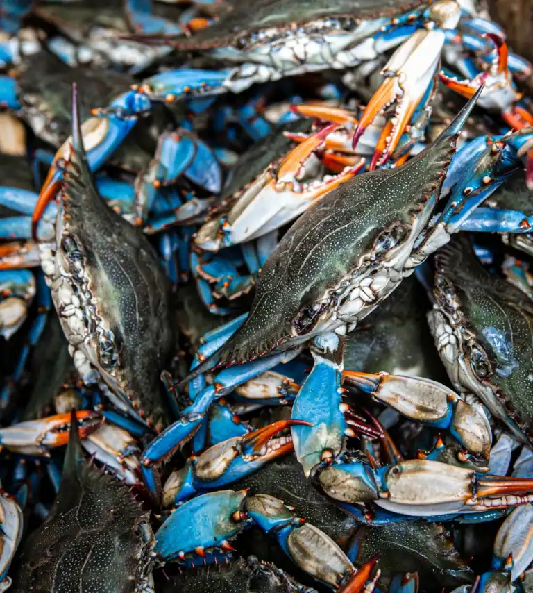 Fresh blue crabs piled together, showcasing their vibrant colors and textures.