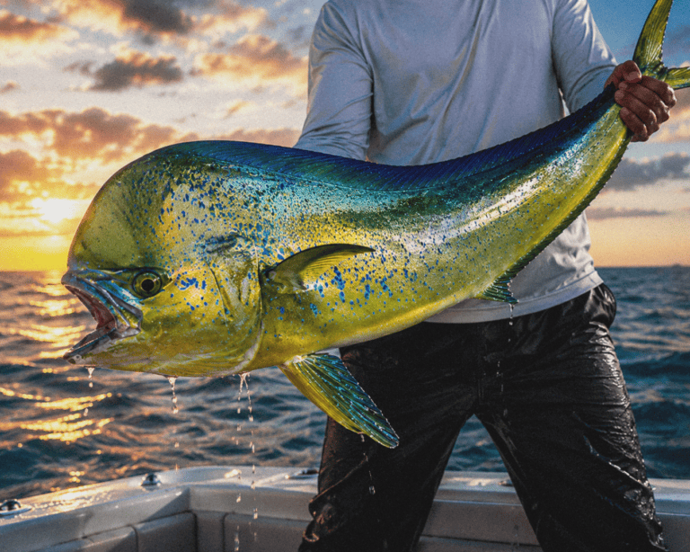 Golden Dorado fish with vibrant yellow and green colors, held by angler on boat at sunset.