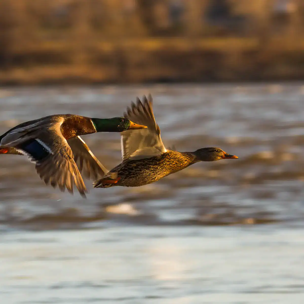 Two mallard ducks in flight above water, showcasing vibrant plumage and natural outdoor setting.