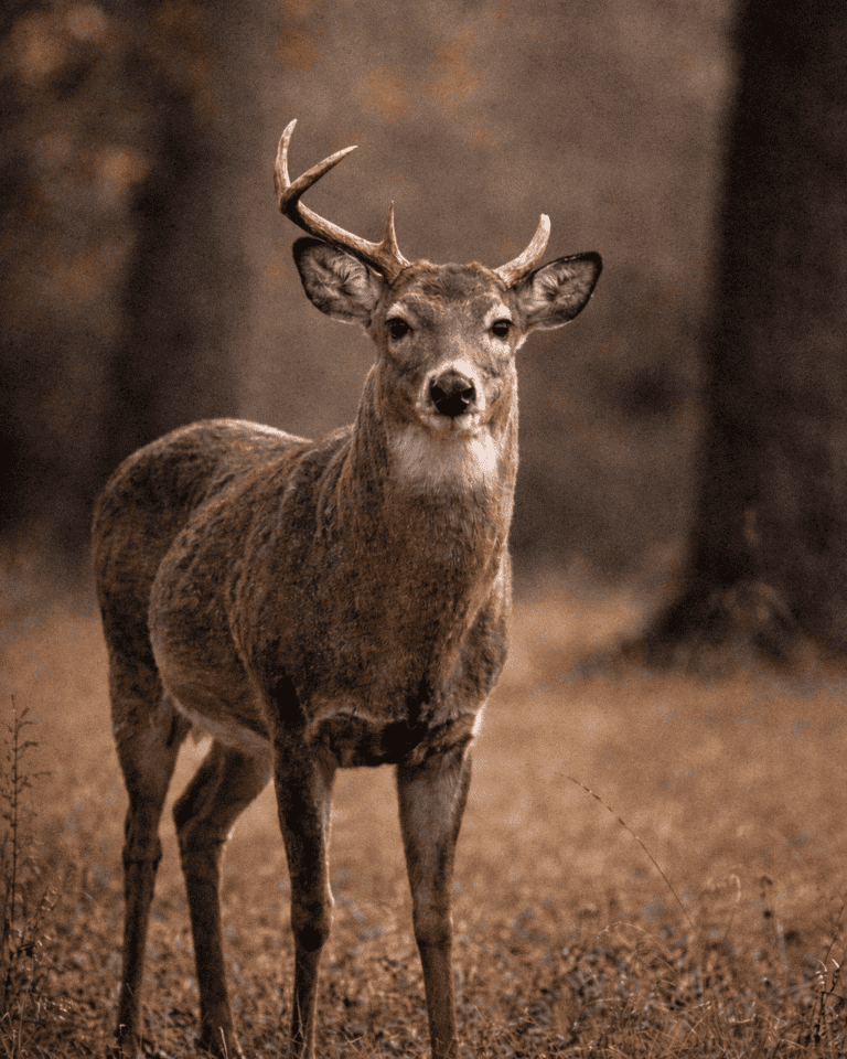 Deer with antlers standing in a forest during autumn, showcasing wildlife and nature photography.