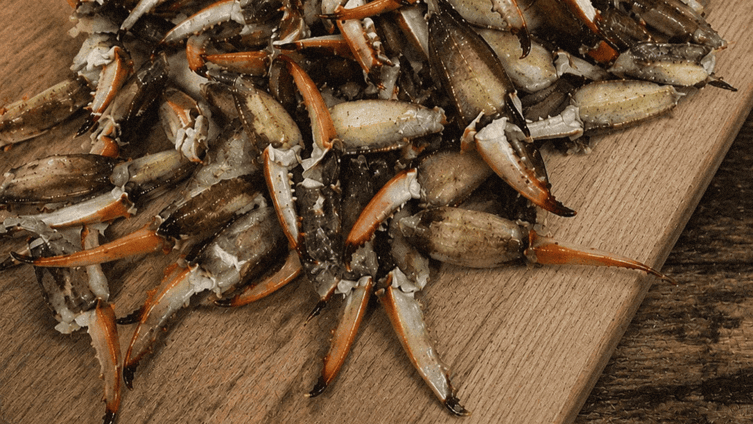 Fresh raw blue crab claws on a wooden cutting board, getting ready to Sautee in garlic and butter