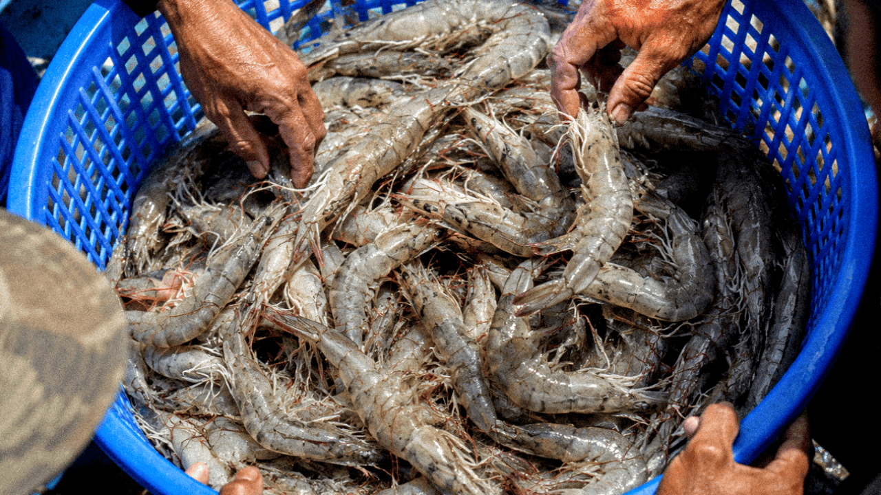 Fresh raw shrimp in a blue basket, ready for cooking or market sale.