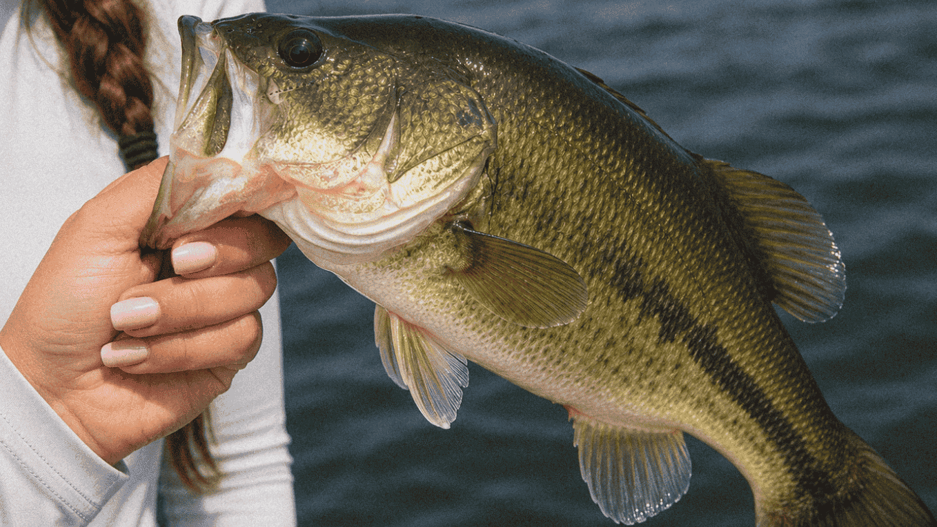 Woman holding a largemouth bass during fishing trip.