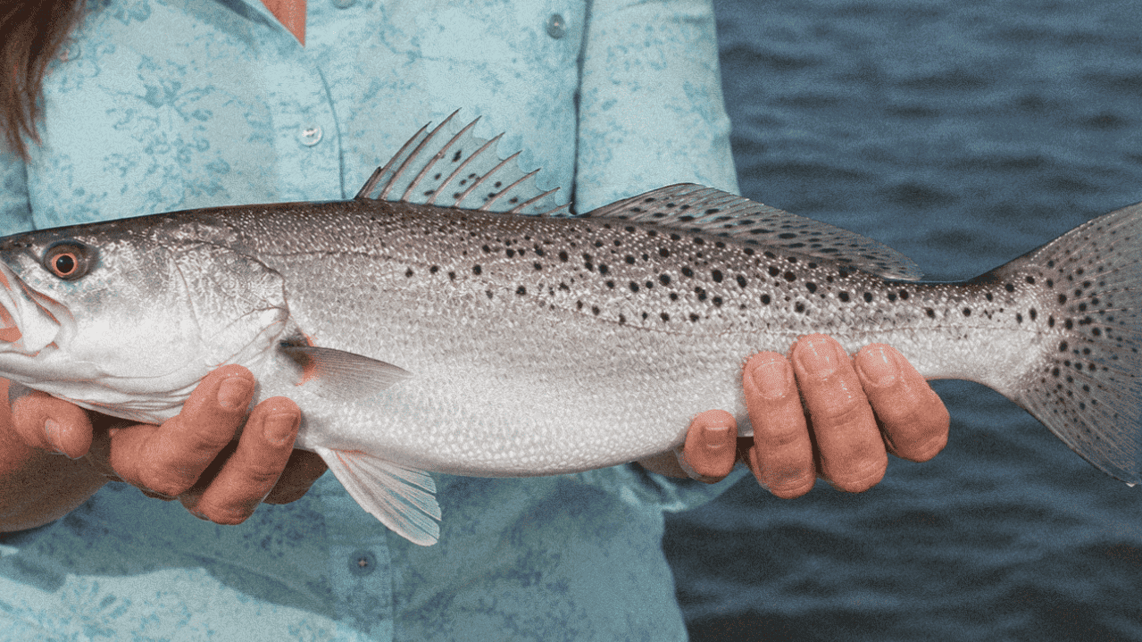 Large, speckled trout fish caught during fishing trip, held by person near water.