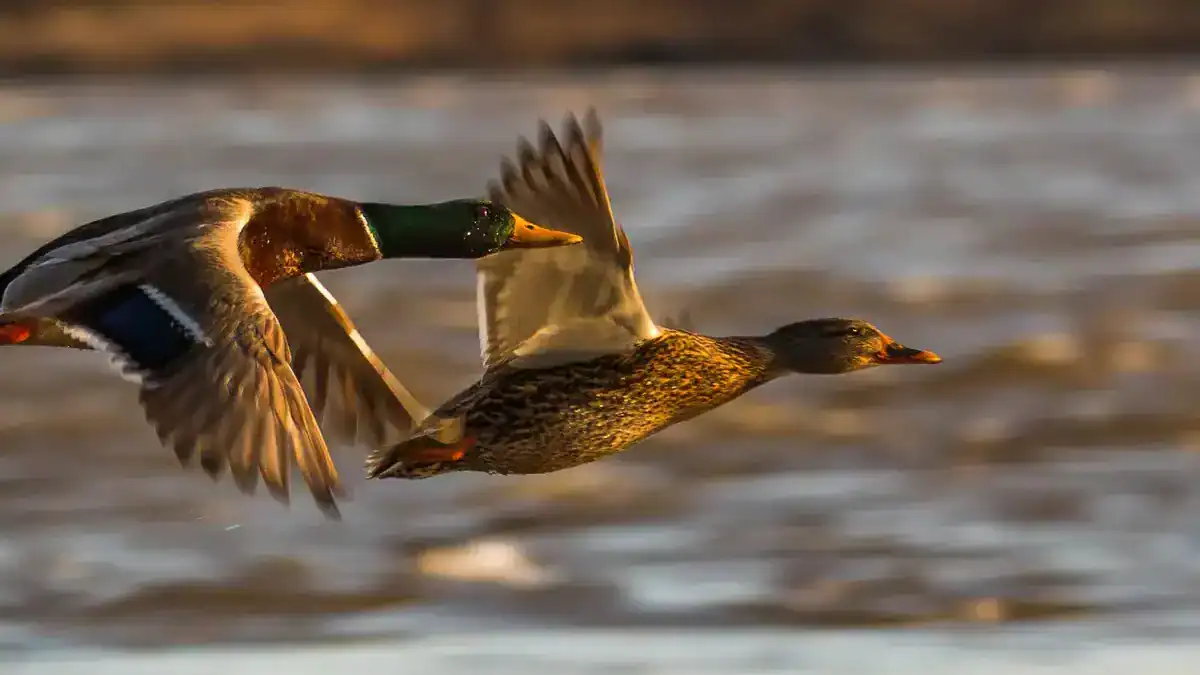 Two mallard ducks in flight above water, showcasing vibrant plumage and natural outdoor setting.