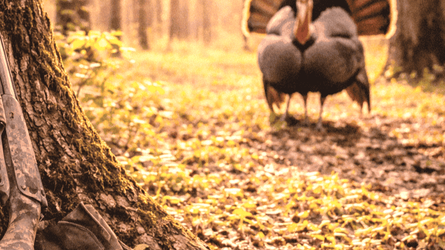 Turkey with fanned tail in a forest during autumn, showcasing vibrant plumage and natural habitat.