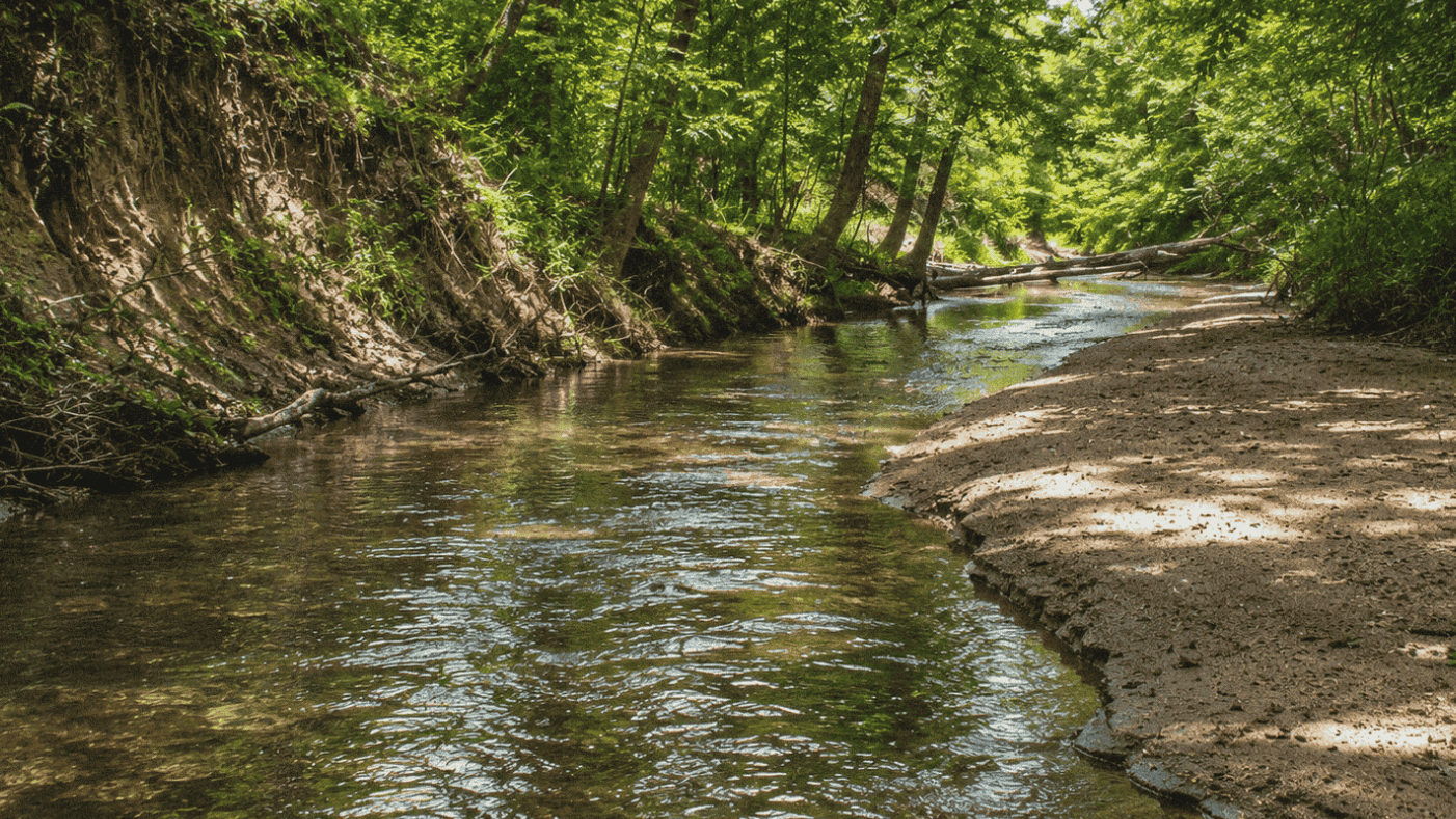 A peaceful forest creek in Louisiana flowing gently through lush green trees, with sunlight creating beautiful sight.