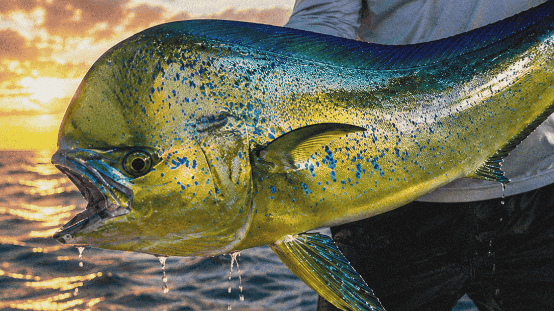 A colorful mahi-mahi fish caught at sunset on a fishing boat.