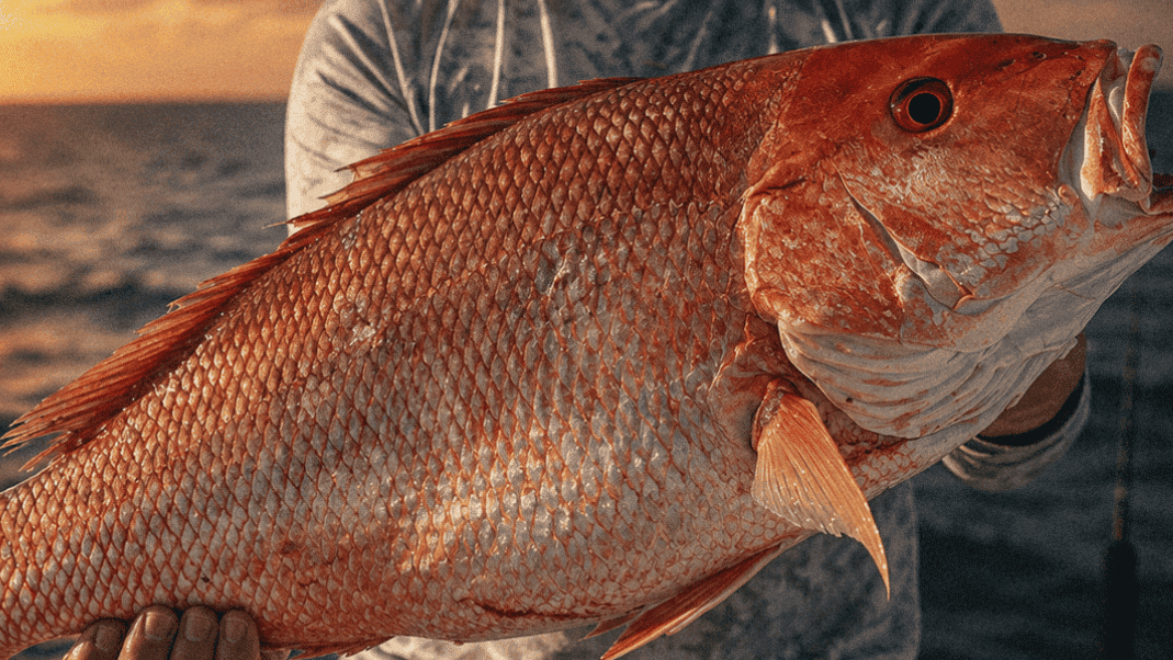 Louisiana red snapper caught at sunset in the Gulf of Mexico.